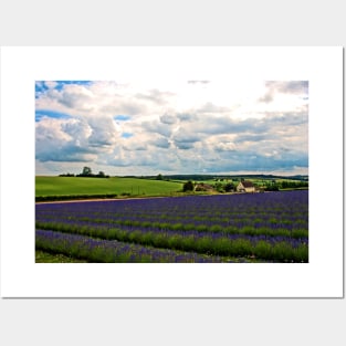 Lavender Field Purple Flowers Cotswolds UK Posters and Art